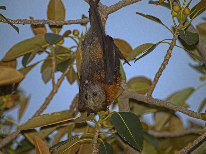 Sydney, Fruit Bat